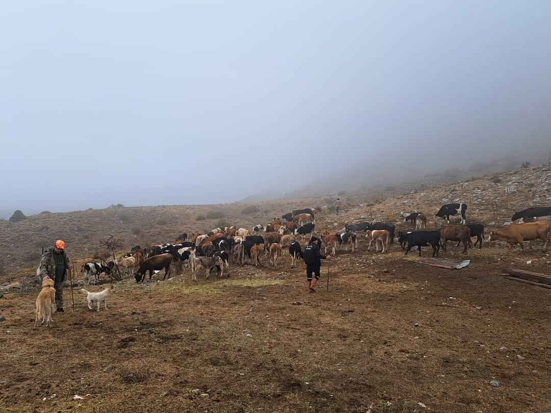 Afyonkarahisar Çay'da Yayla Dönüşü Başladı